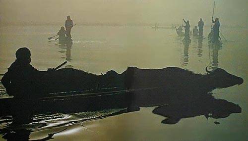Download BUFFALOS (500Wx285H)