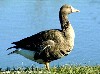 White fronted (467Wx350H) - Thousands of white fronted geese winter in Iraq.
More information at:
www.arabhunter.com
 