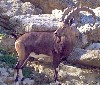 Nubian Ibex (410Wx350H) - One of the most challenging goats you can hunt in the eastern sector of Iraq 