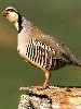 Rock partridge (303Wx400H) - Rock partridge 