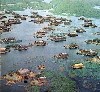 Chibayish (377Wx350H) - Reed houses built on small islands called 