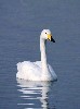 Whooping swan (297Wx400H) - A whooping swan enjoying the waters of 