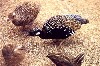 Partridges & Quails (523Wx350H) - Partridges & Quails are good games for hunters all over Iraq. 