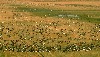 Geese (608Wx350H) - The 