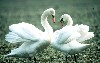 Mating Dance (555Wx350H) - Two mute swans dancing their famous mating dance, at the Iraqi marshes, prior to their flight back to the north for nesting. 