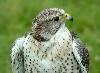 SAQR (475Wx350H) - Jir falcon is a common visitor to Himreen mountains. Falconers usually catch them there. 