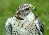 SAQR (475Wx350H) - Jir falcon is a common visitor to Himreen mountains. Falconers usually catch them there. 