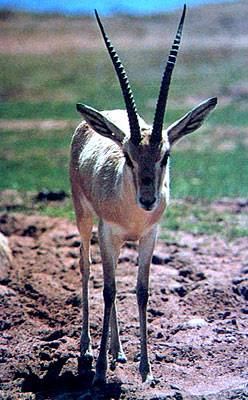 Download Mountain Gazelle (248Wx400H)