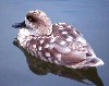 Marble teal (442Wx350H) - Marble teal is one of world's rear waterfowel breeds in Iraqi marshes 