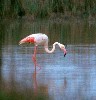 Pink Pelican (386Wx400H) - the pink pelican found in the eatern marshes of 