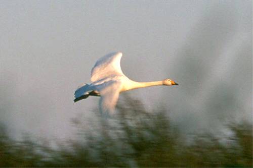 Download TRUMPET SWAN (524Wx350H)