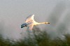 TRUMPET SWAN (524Wx350H) - A beautiful waterfowl that winters in Iraq together with other types of swans. 